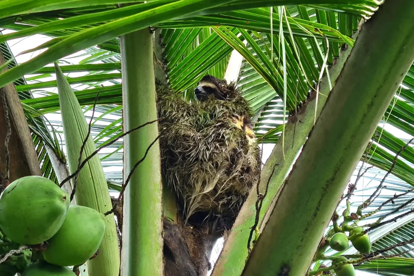 A sloth among palm stems and coconuts in Panama