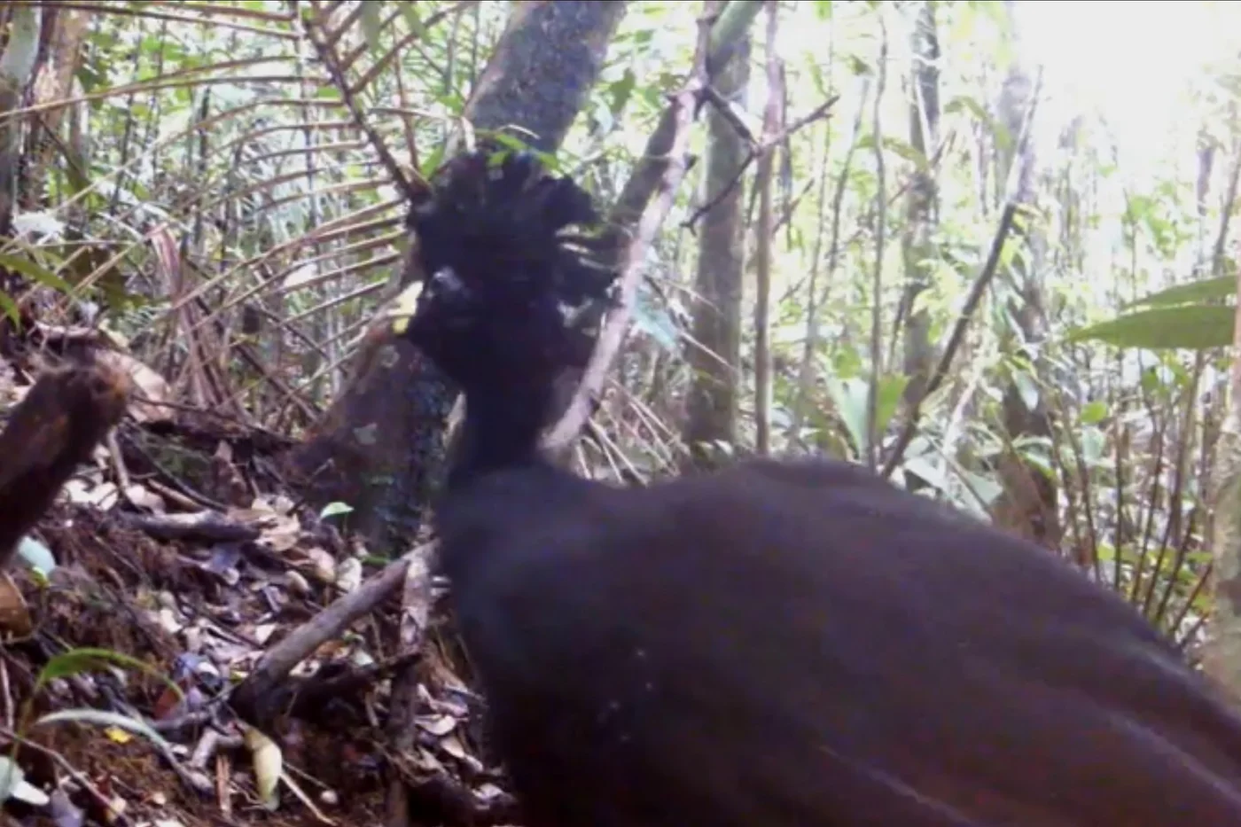 A dark bird with raised head feathers in front of a rainforest camera trap